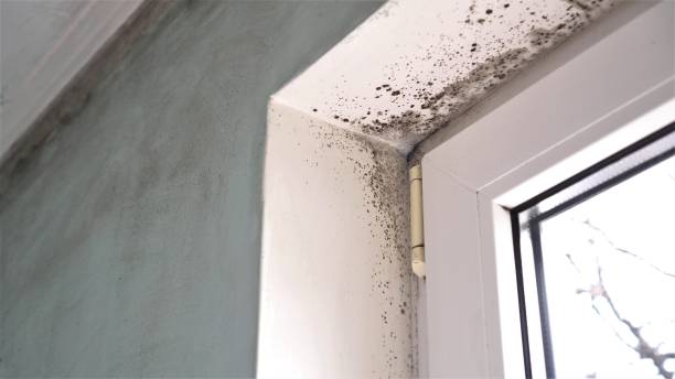 Mold Remediation for Rental Properties in Lowell, MA