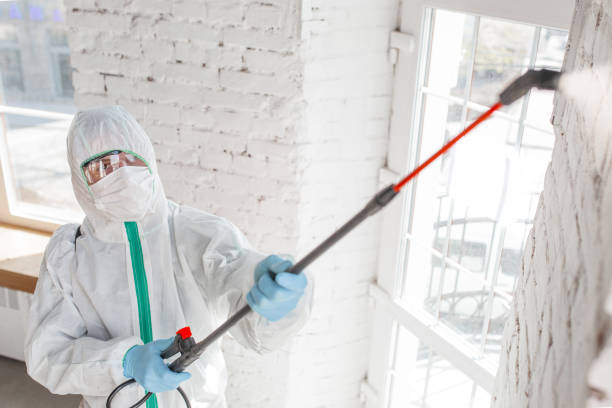 Reliable Lowell, MA Mold Inspection, Removal & Remediation Solutions