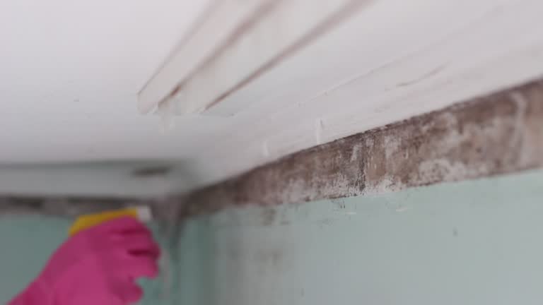 Mold Odor Removal Services